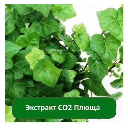 Купить Экстракт СО2 Плюща